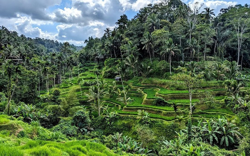 Tegalalang Rice Terraces - Bali Rafting With Kintamani Volcano & Ubud Tour